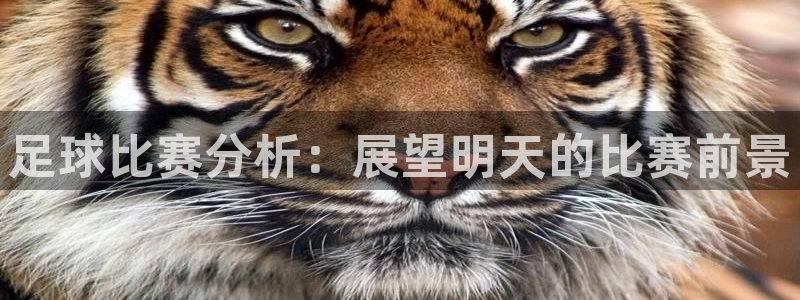  足球比赛分析：展望明天的比赛前景